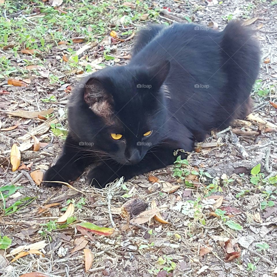 Bob hanging out being lazy