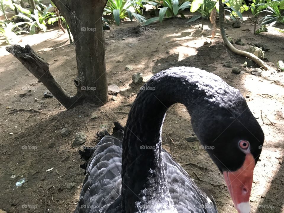 Casela Park, Mauritius 