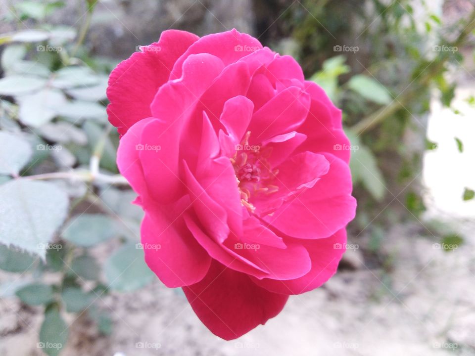 Pink colour beautiful rose flower in morning time in my botanical garden