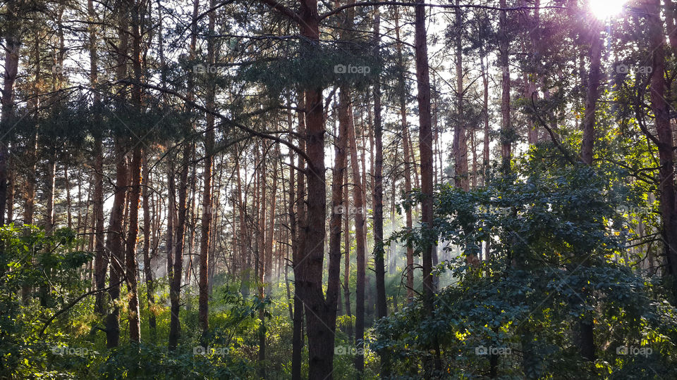 Magical Forests