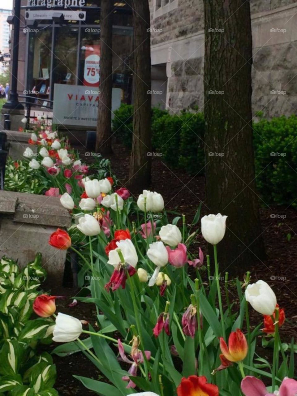 White and red tulips