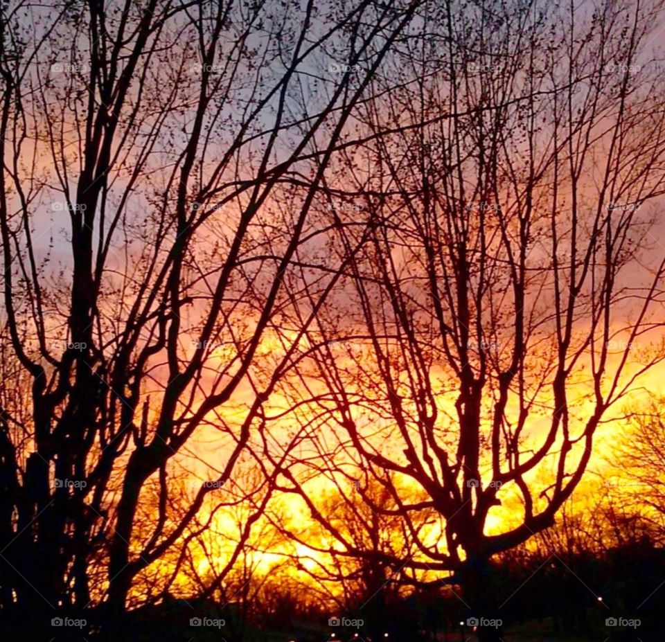 Golden Lighting Trees