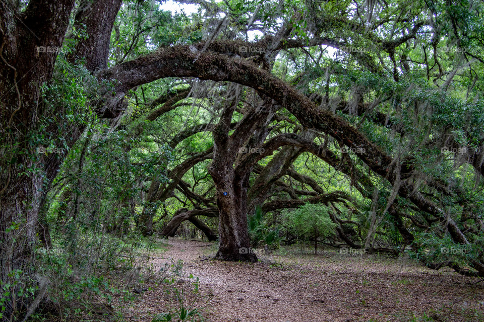 Indian Lake state forest