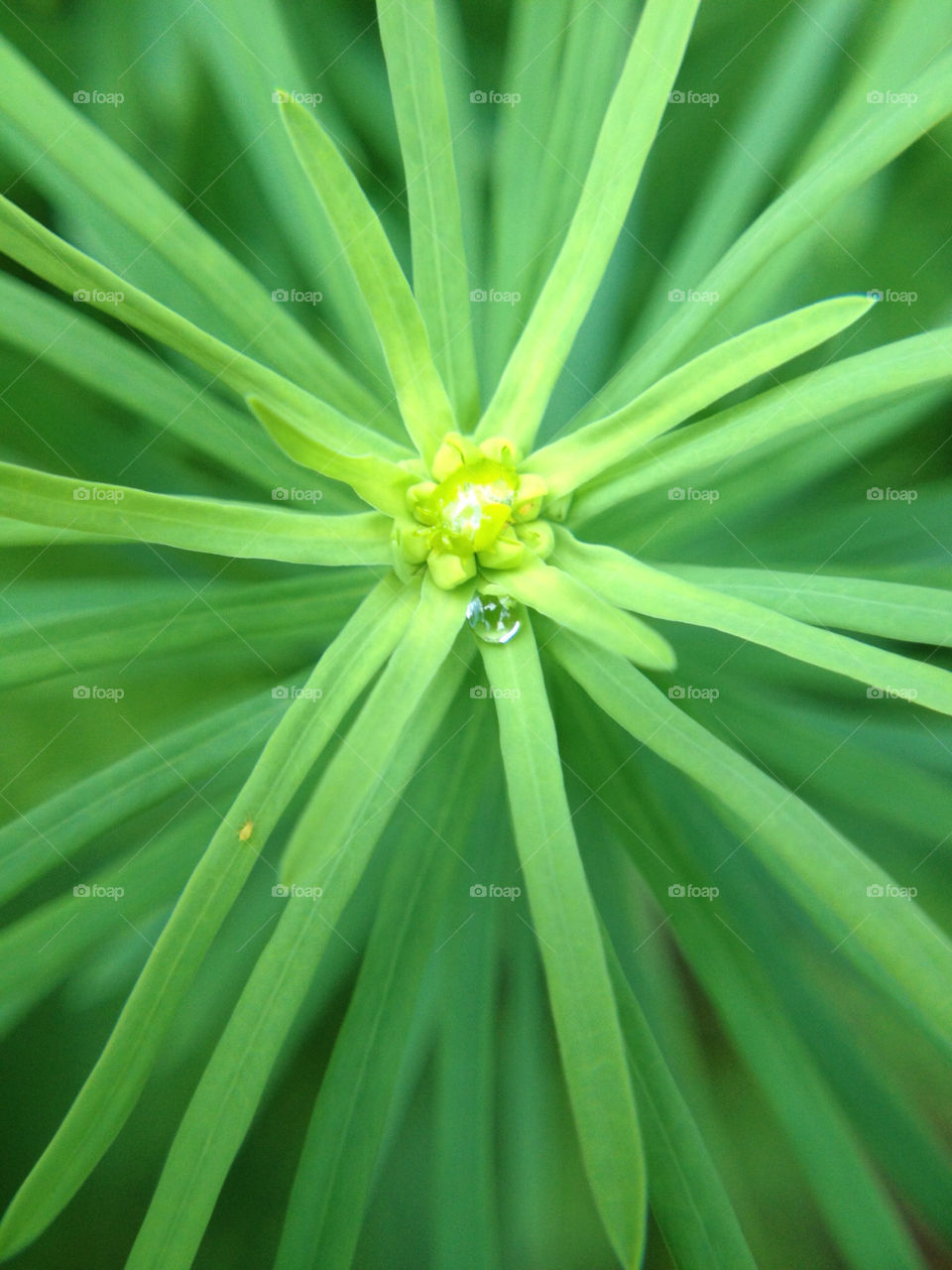 green garden nature closeup by cyrano