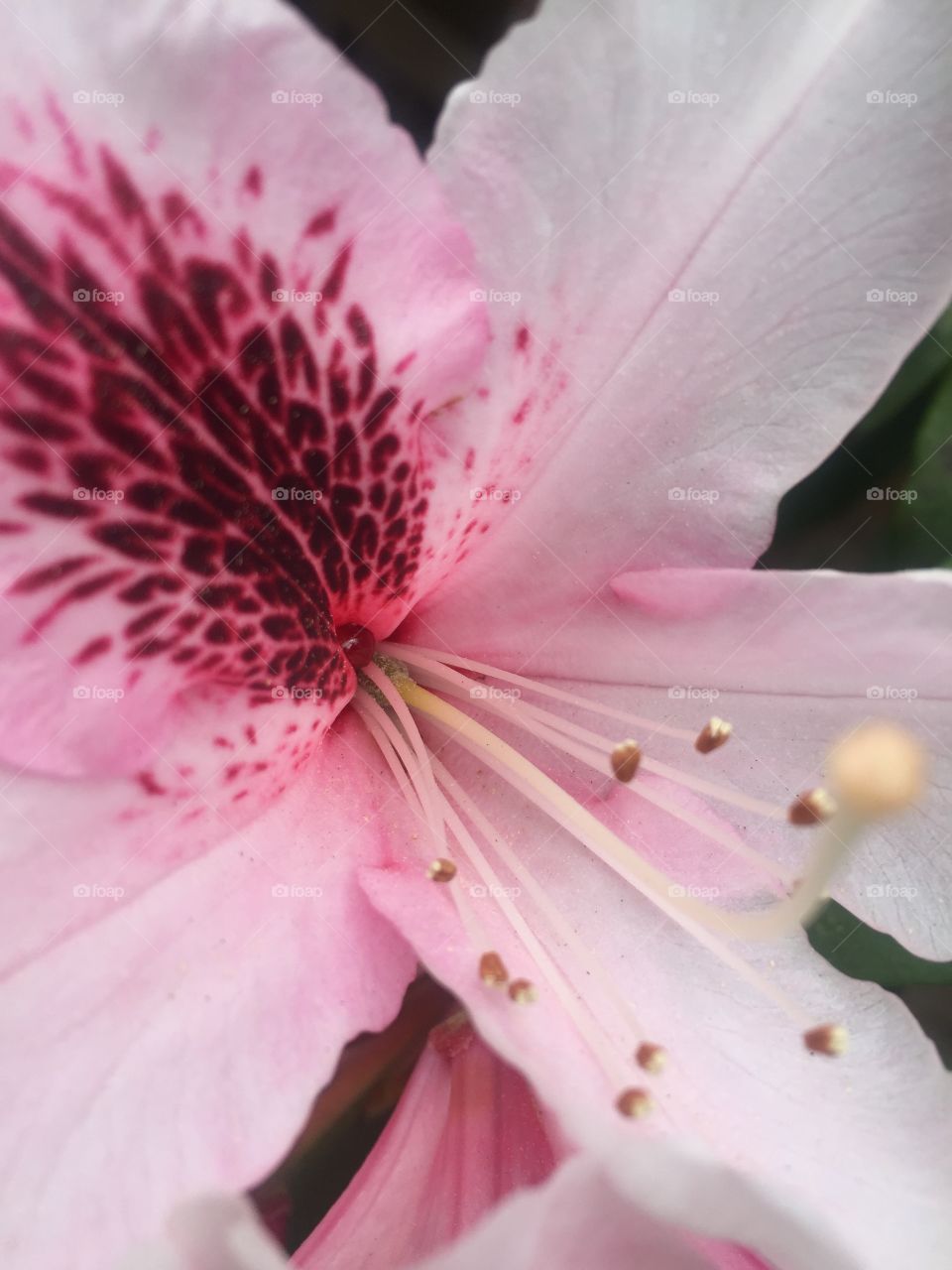 Macro Azalea