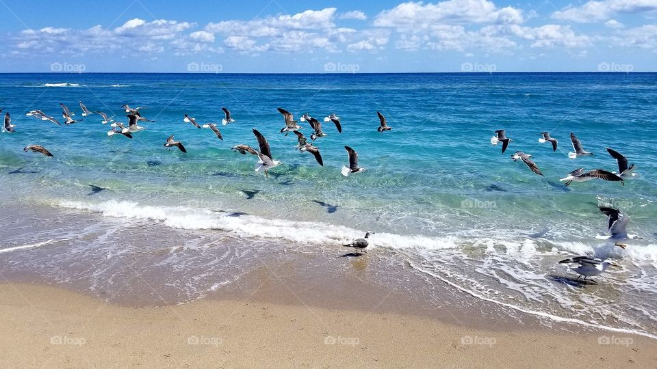 Sea Birds in Flight