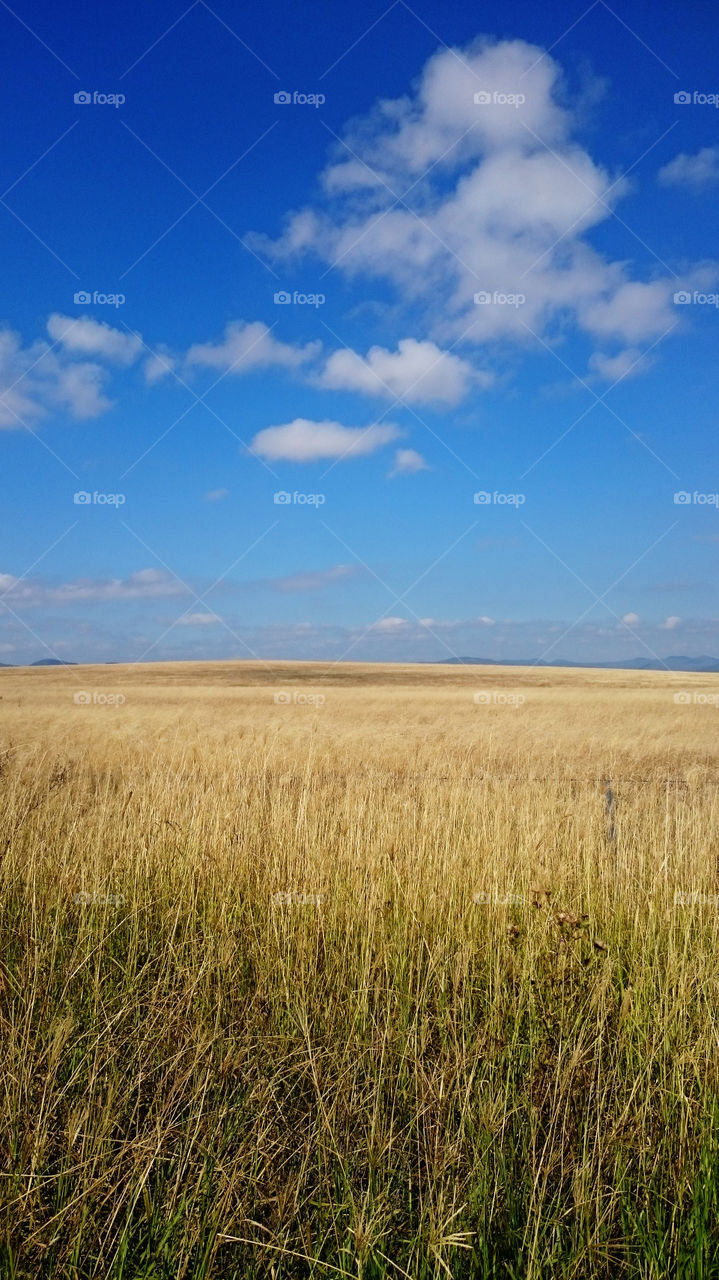 Grassy Fields