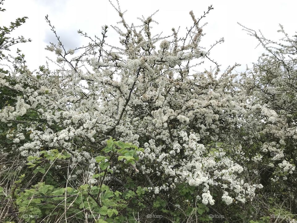 A lovely flowering tree in full blossom for countryside adventurers to enjoy,.