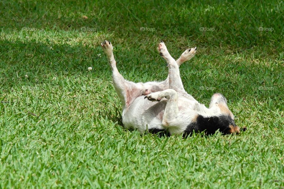 Jack Russel dog rolling in grass