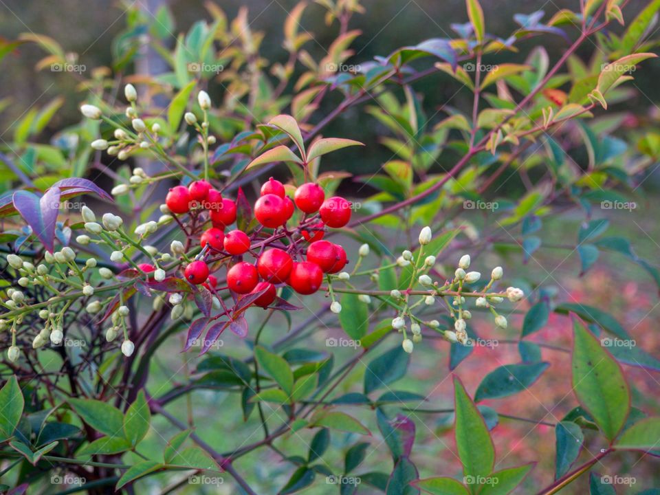 red berries