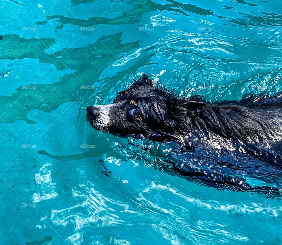 High angle view of a border collie swimming in a pool 