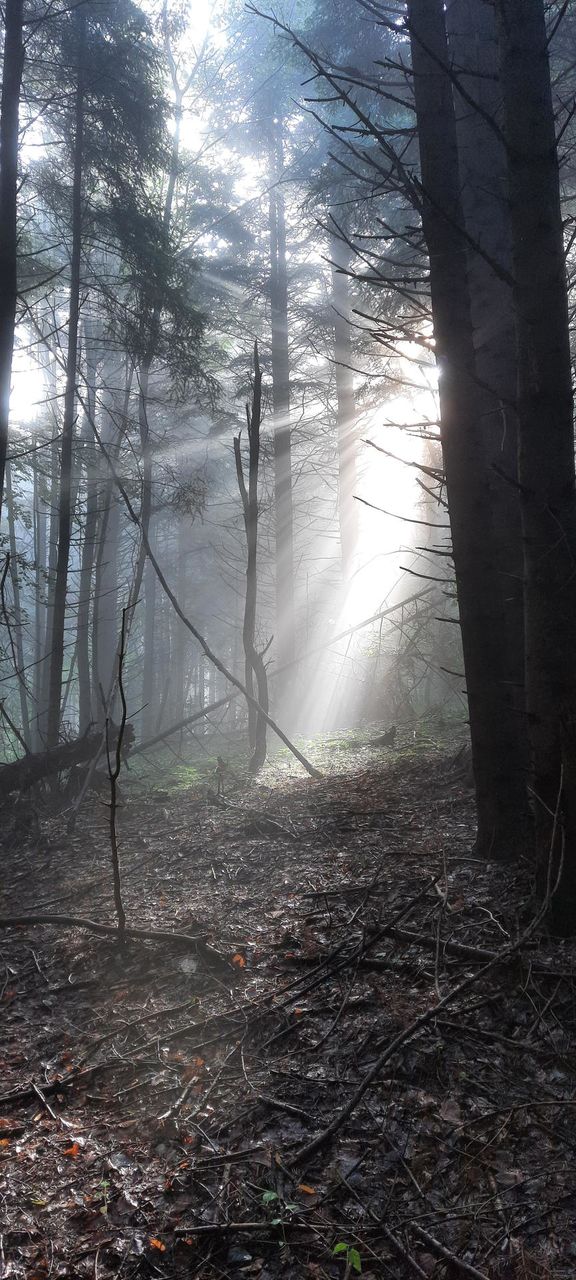 morning sun rays in the forest