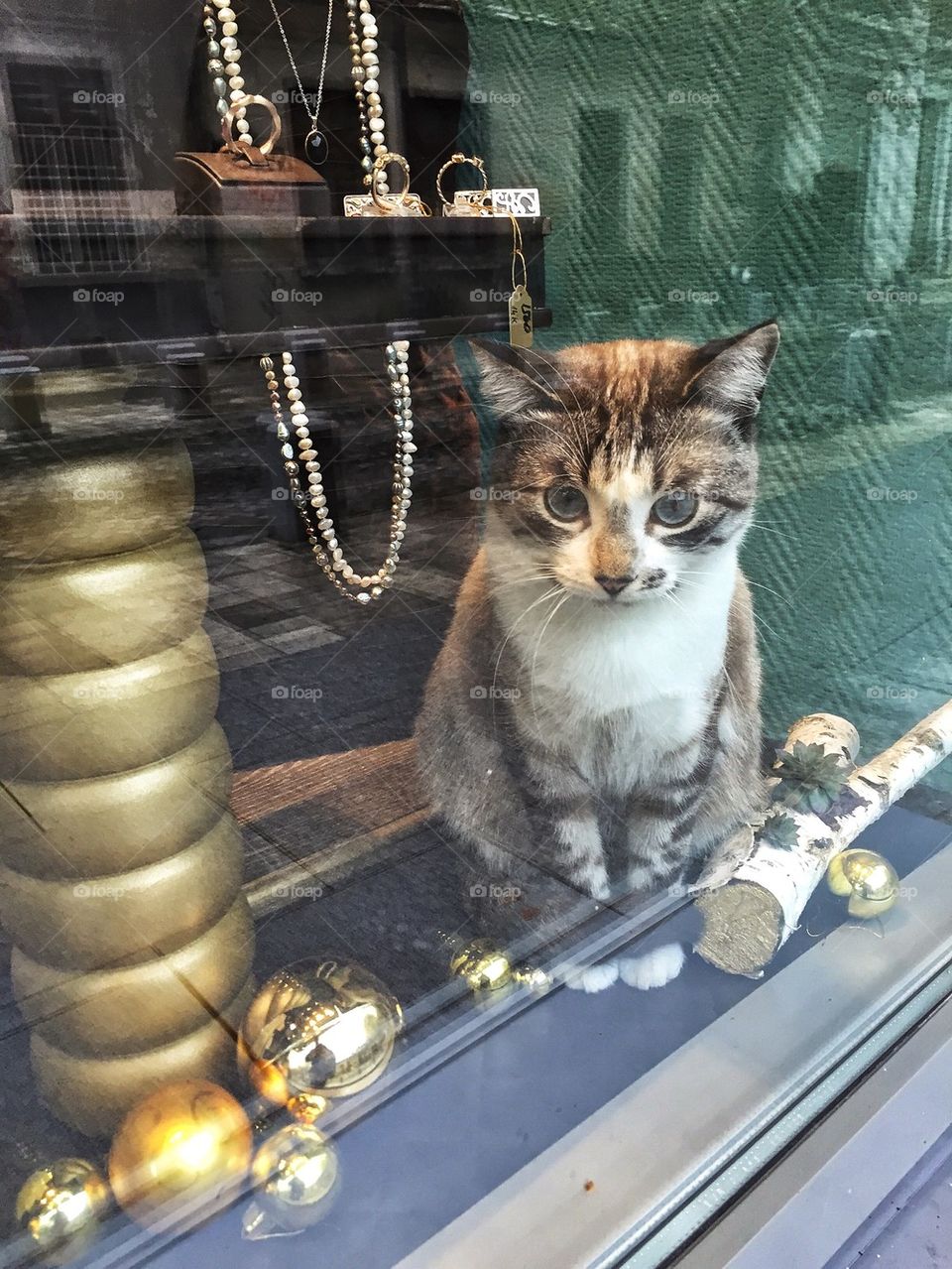 Nice cat in a showcase of jewelry