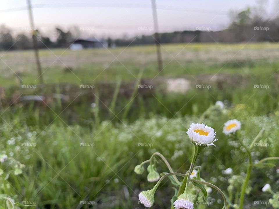 Flowers on the way side. 