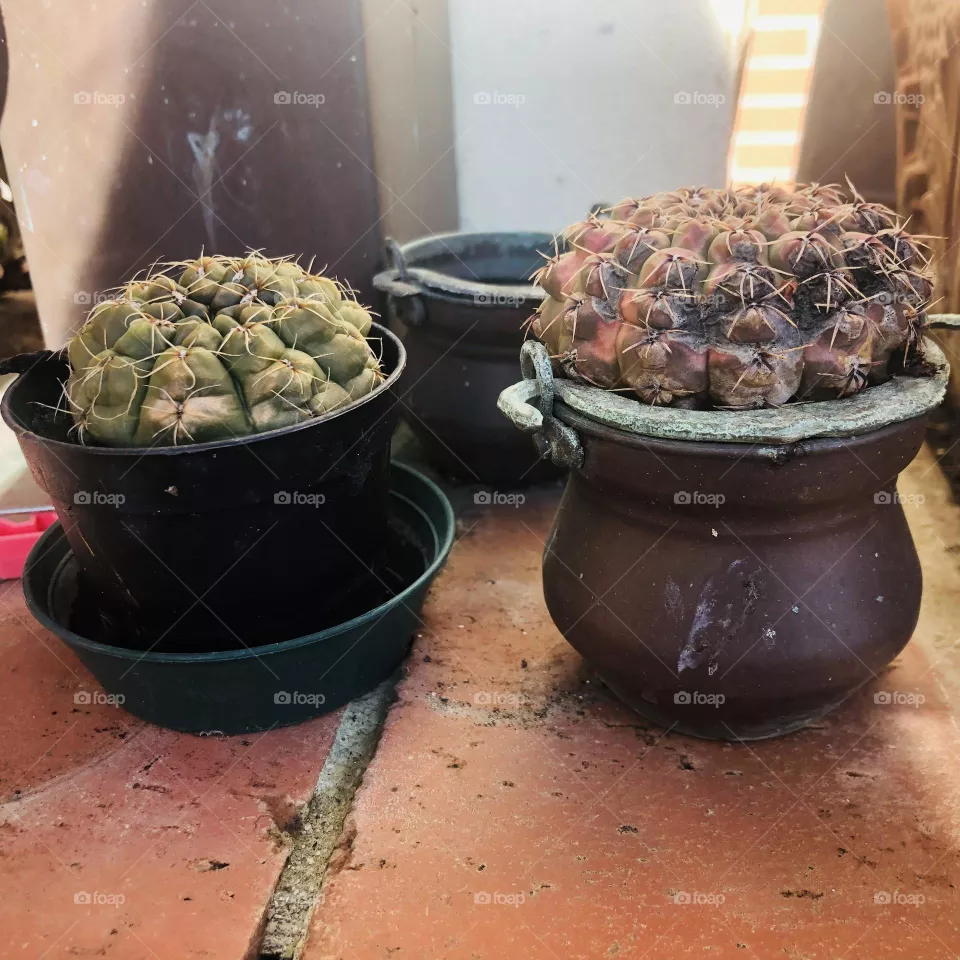 Cactus 