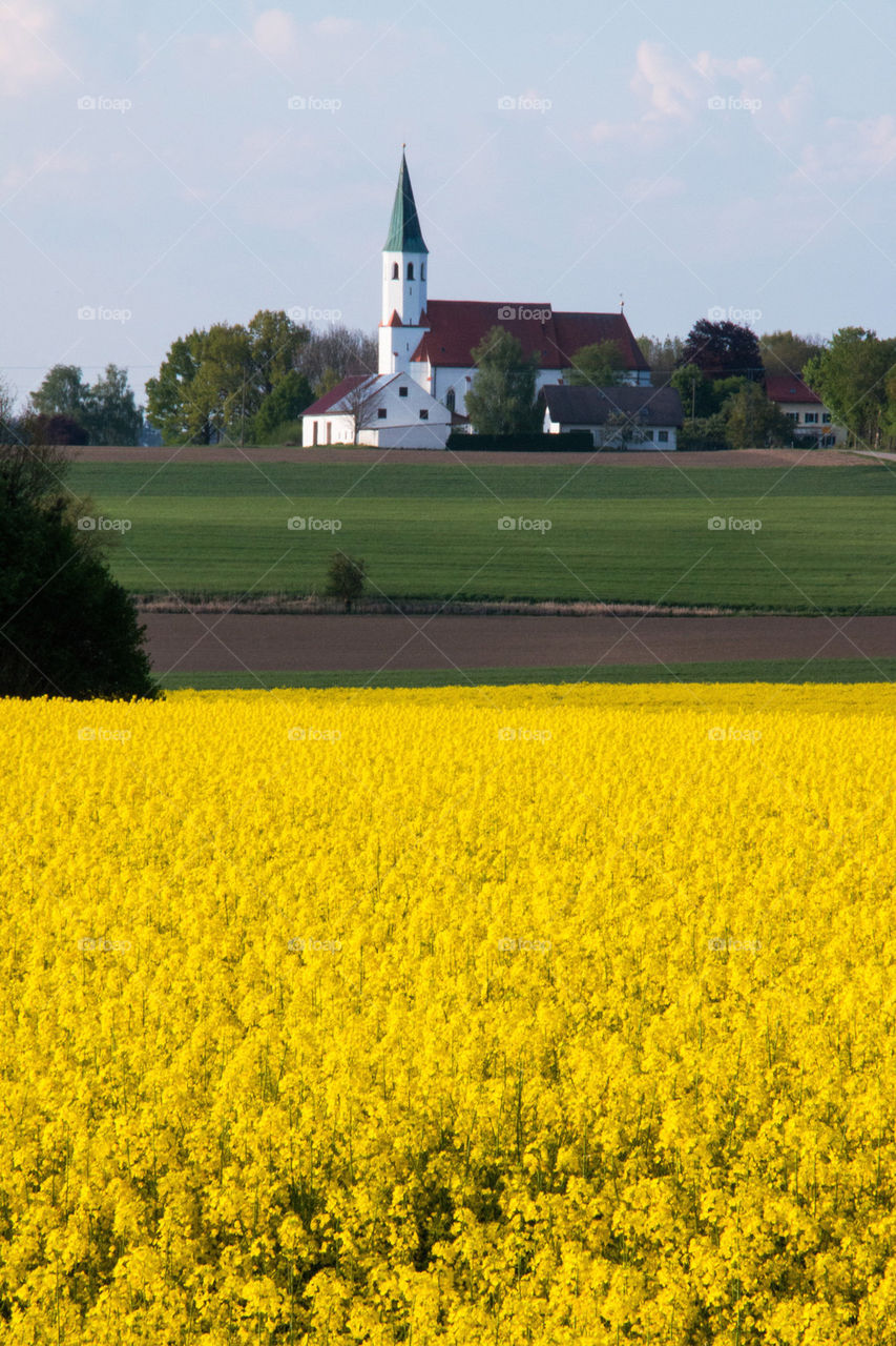 Yellow field of rapeseed flowers