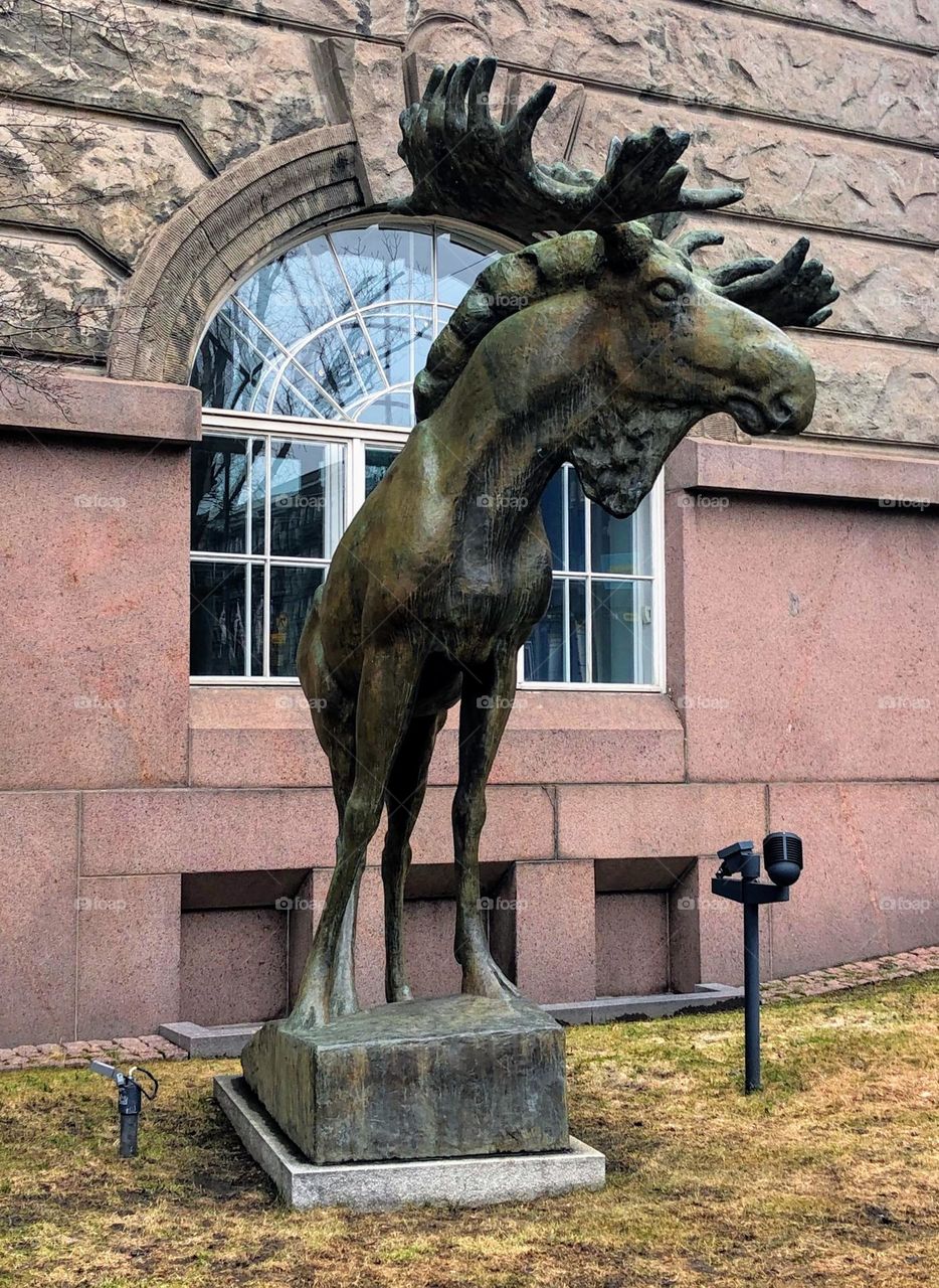 Bronze sculpture of the elk in natural size near the Luomus,  Helsinki natural science museum 