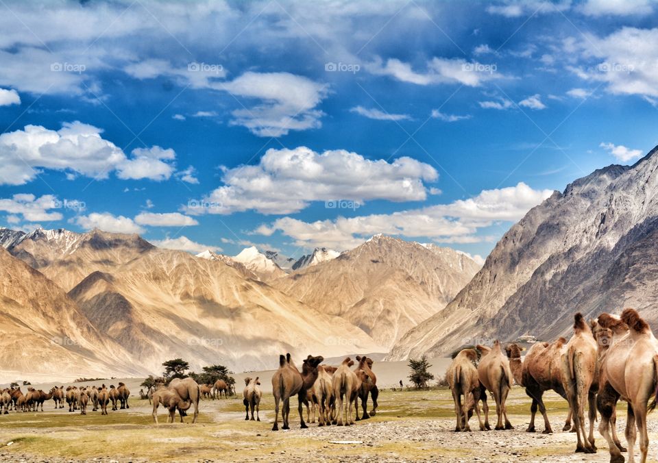 Camels in the Nubra valley