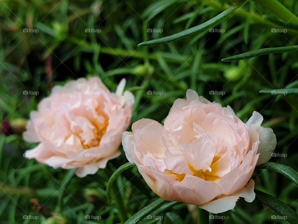 the portulaca grandiflora