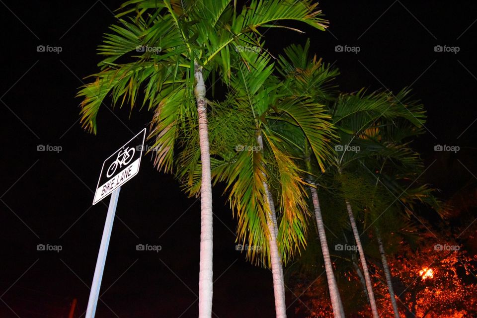 Different colors of trees and sign in the middle of a road by the beach