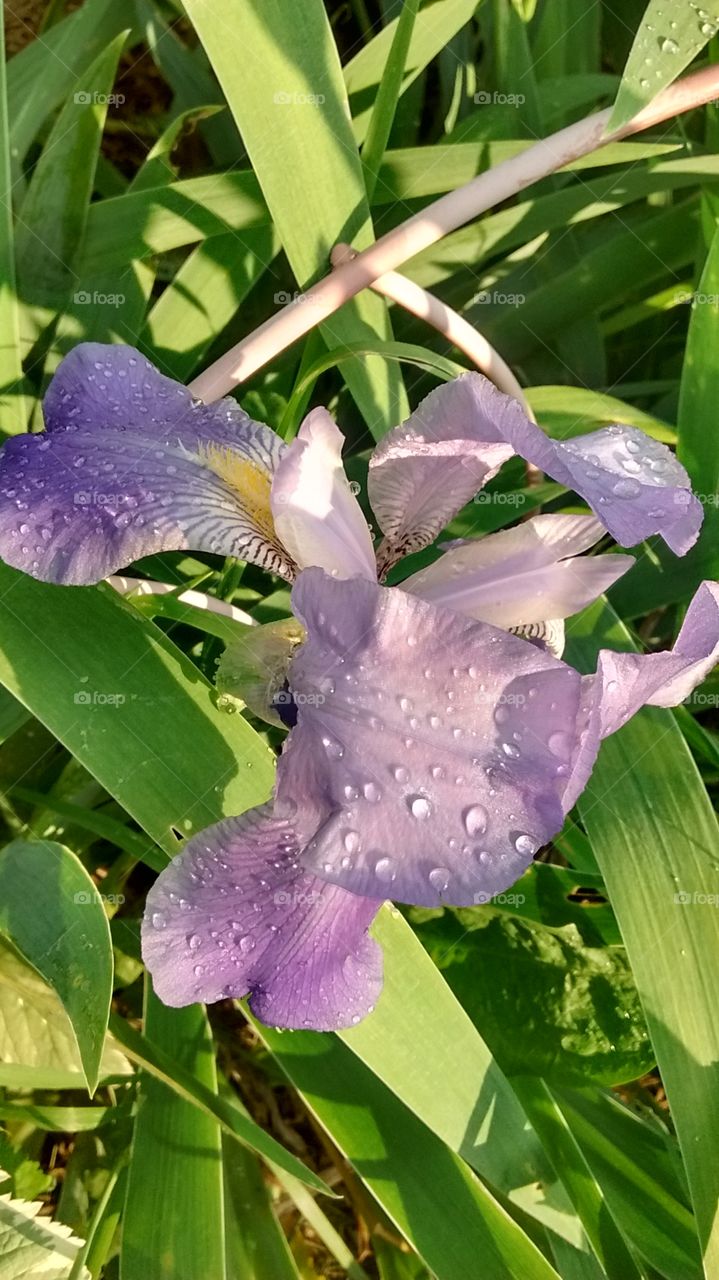 Dewey Irises