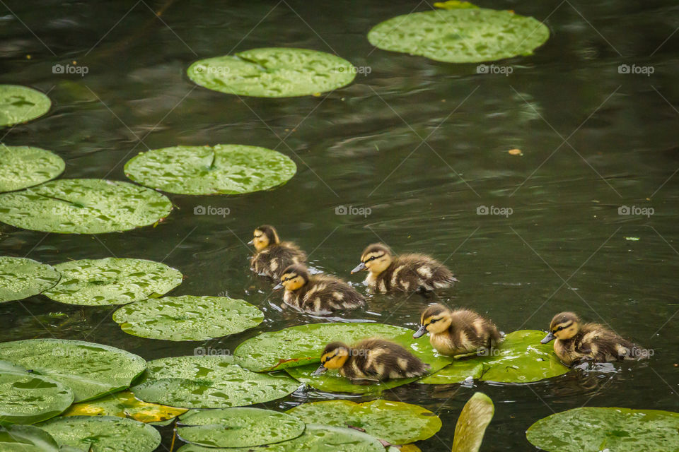Cute ducklings on the move 