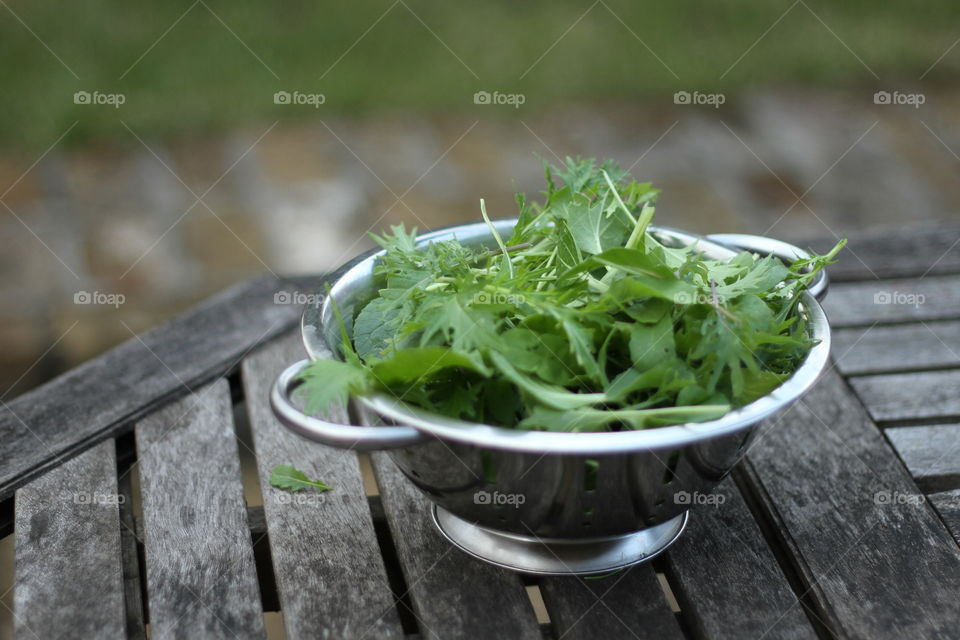 salad from the garden