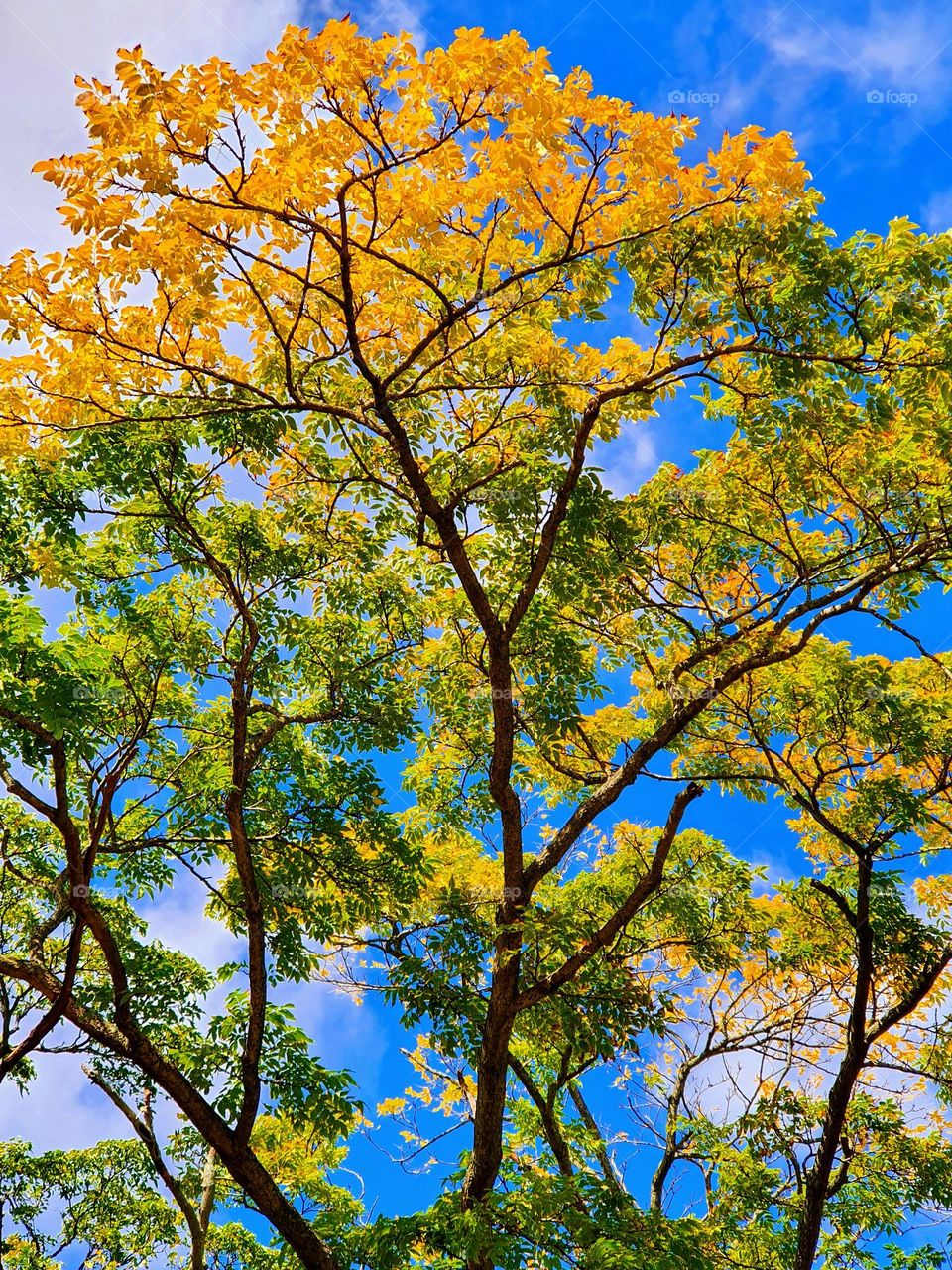 Autumn tree