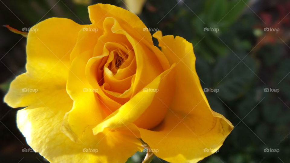 yellow rose in bloom