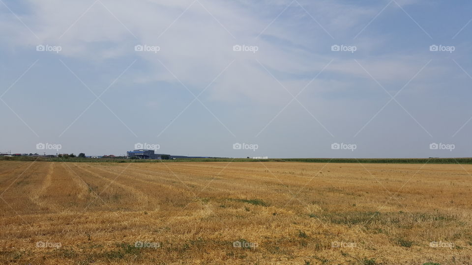 Field in Serbia