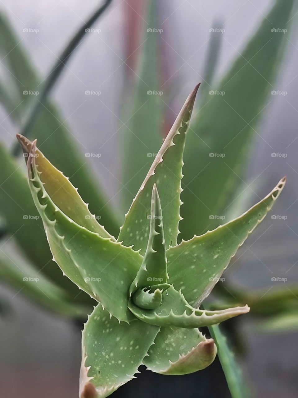 aloe