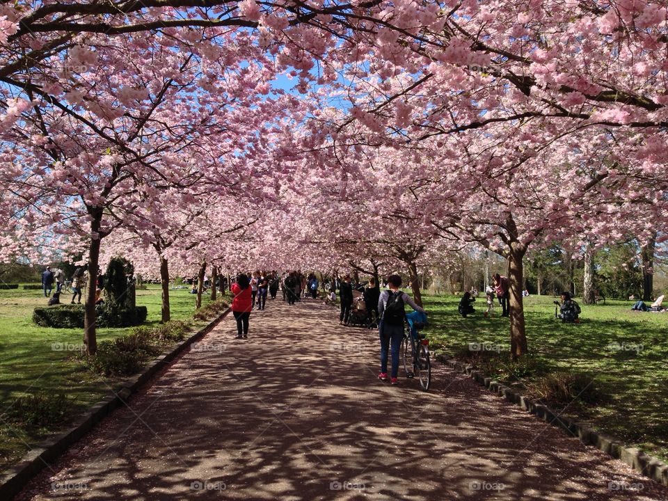Cherry blossom trees in garden