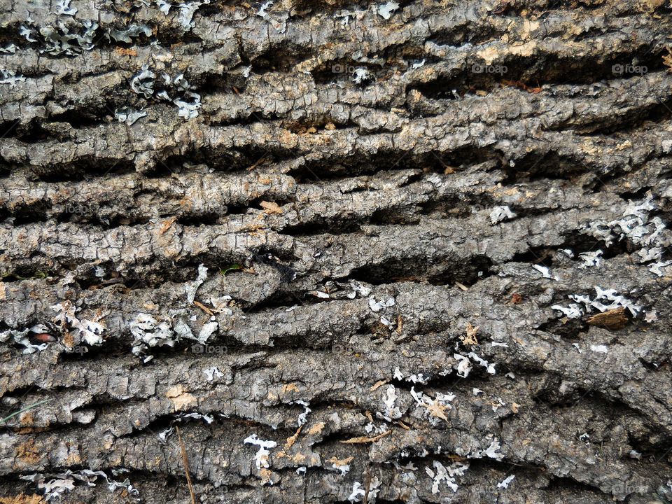 Ash bark