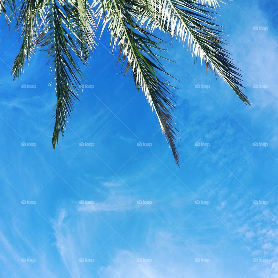Look up! Palm tree & blue sky. Scottsdale, AZ. November 2015.