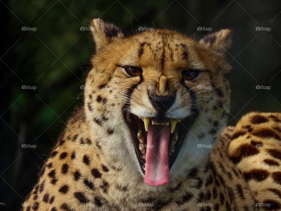 Cheetah roaring 