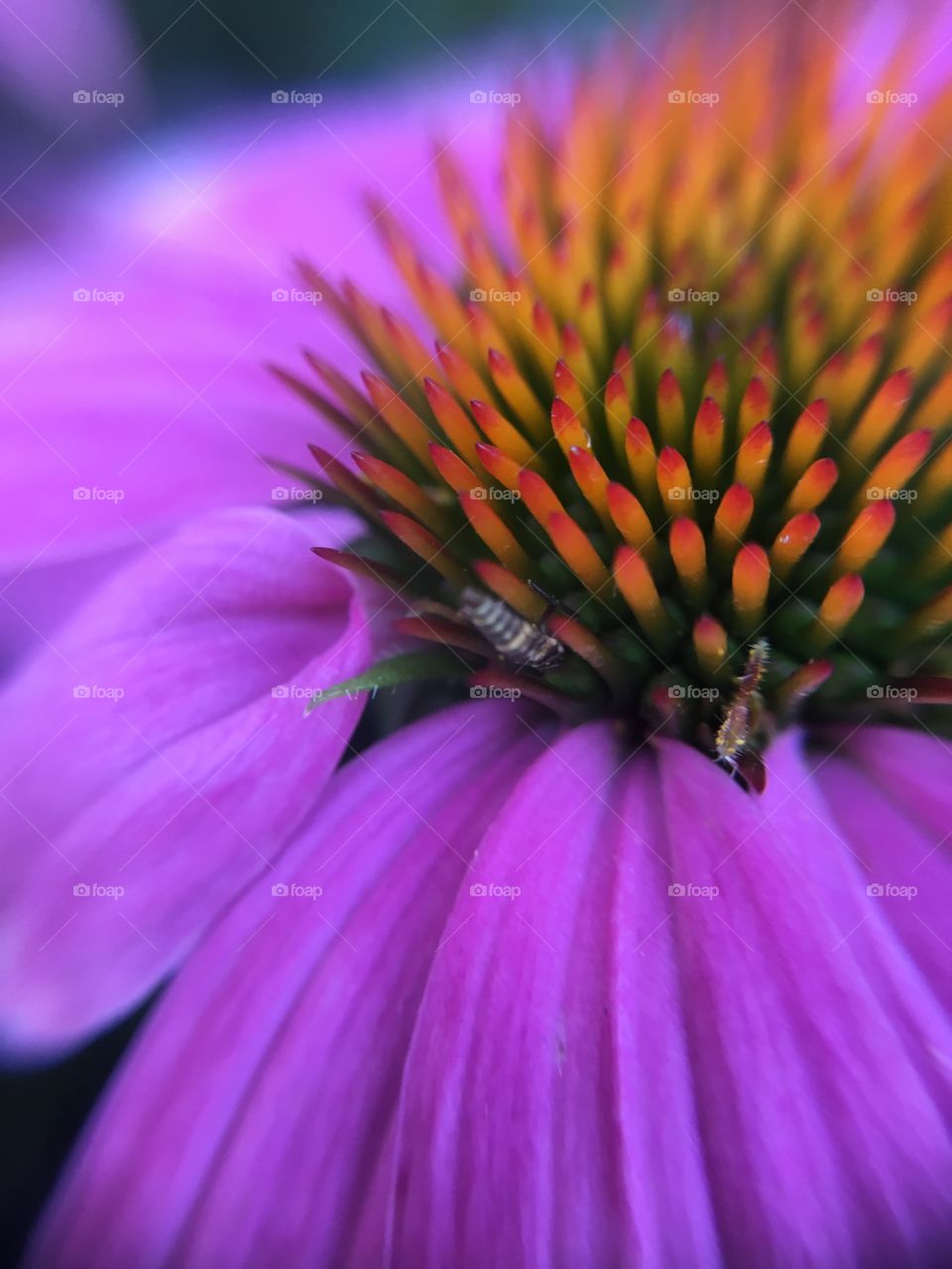 Flower closeup