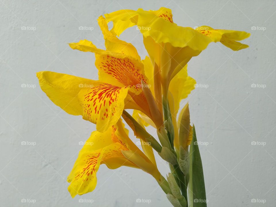 The beautiful Canna lily flowers