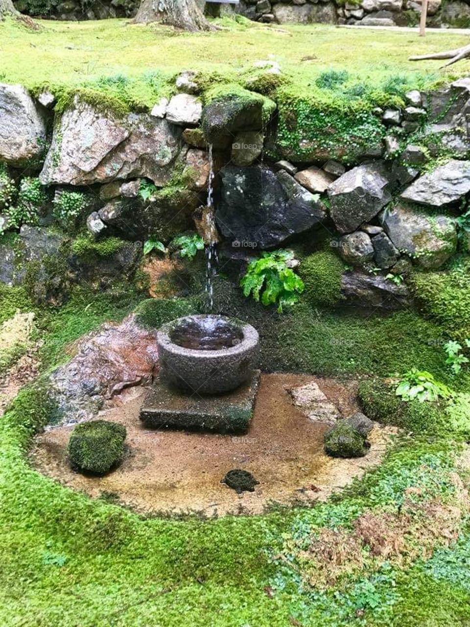 Caught a Glimpse of Nature's Simplicity