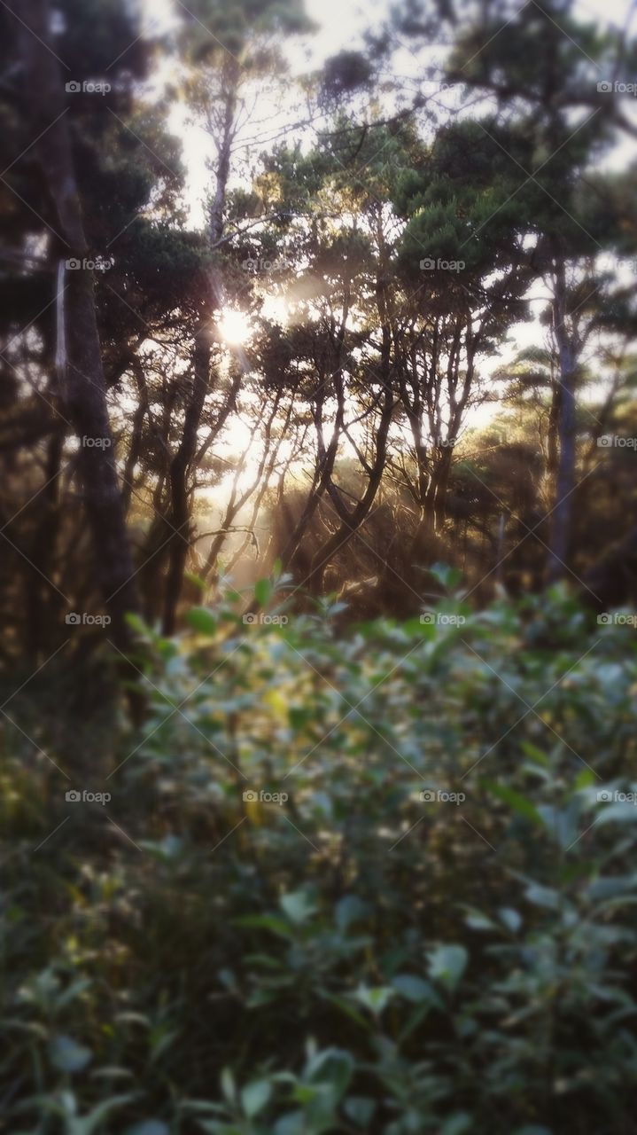 Sunlight in the Forest