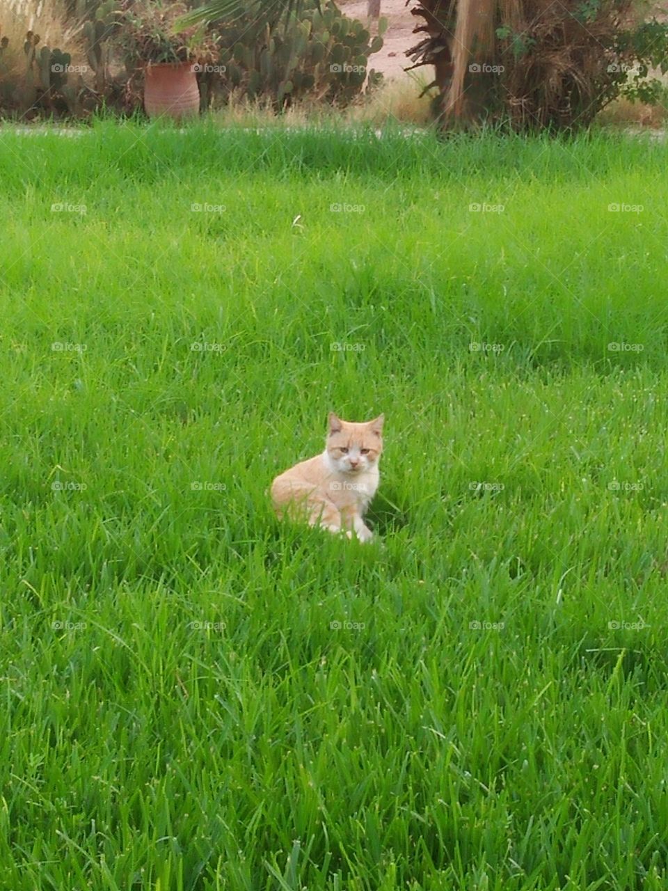 beautiful cat on green grass.