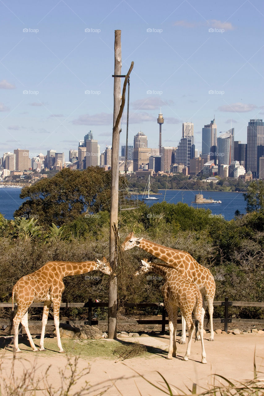 city view sydney giraffe by splicanka