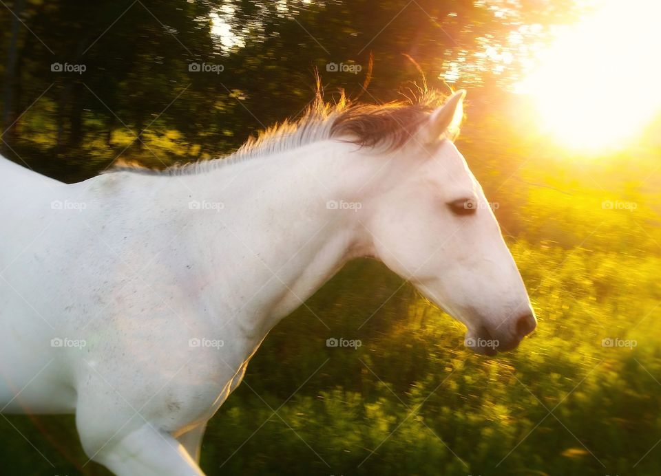 A gray horse running in a pasture at sunset in summer