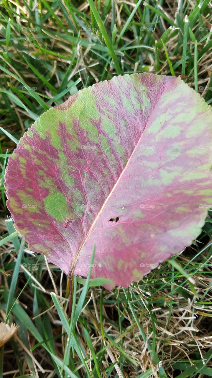 Leaf, Nature, Fall, Flora, Season