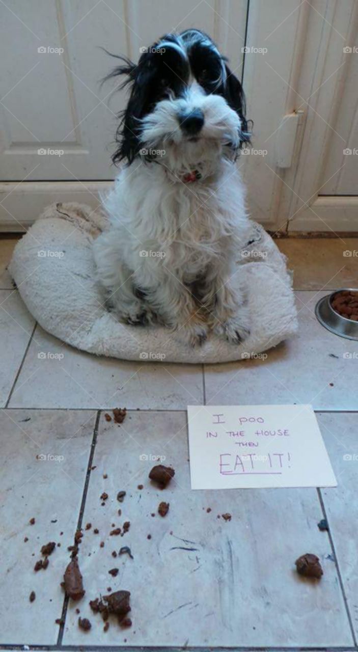 DOG shaming