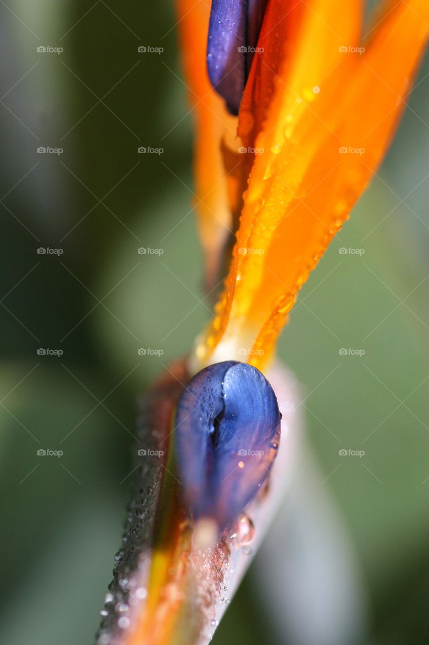 Macro of Bird of Paradise in parts