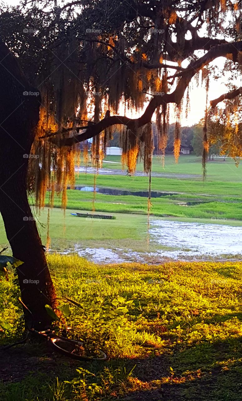 Bicycle beside spanish moss