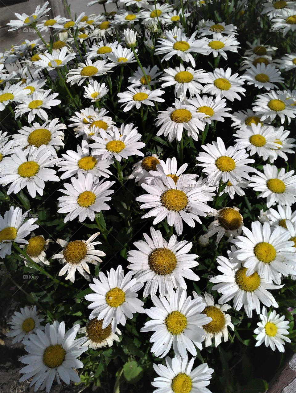 Summer Daisies