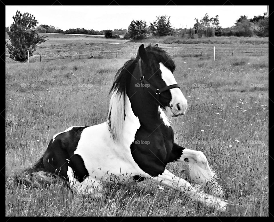 Black And White Pony