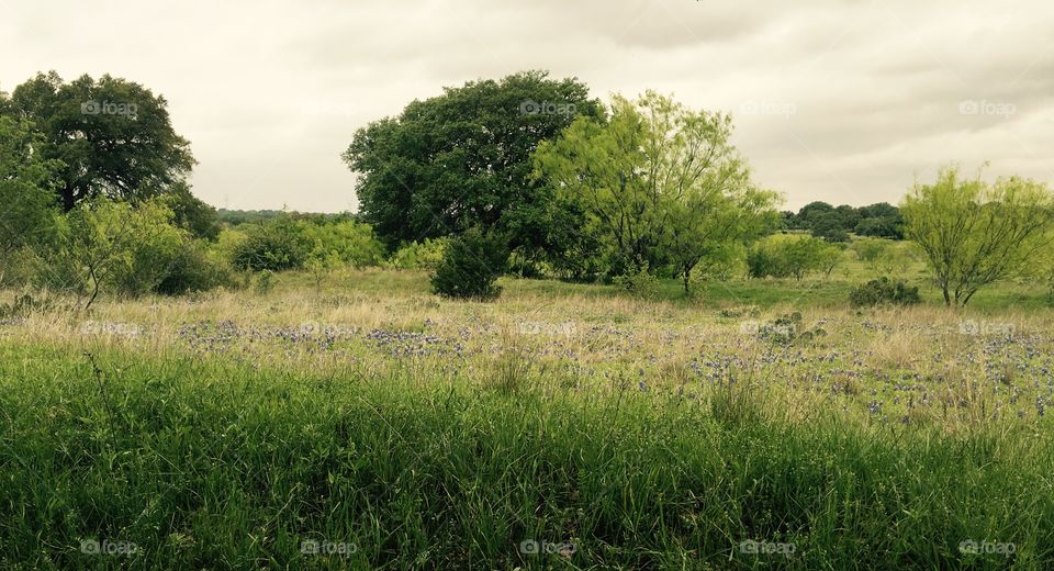 Williams Ranch, Texas 