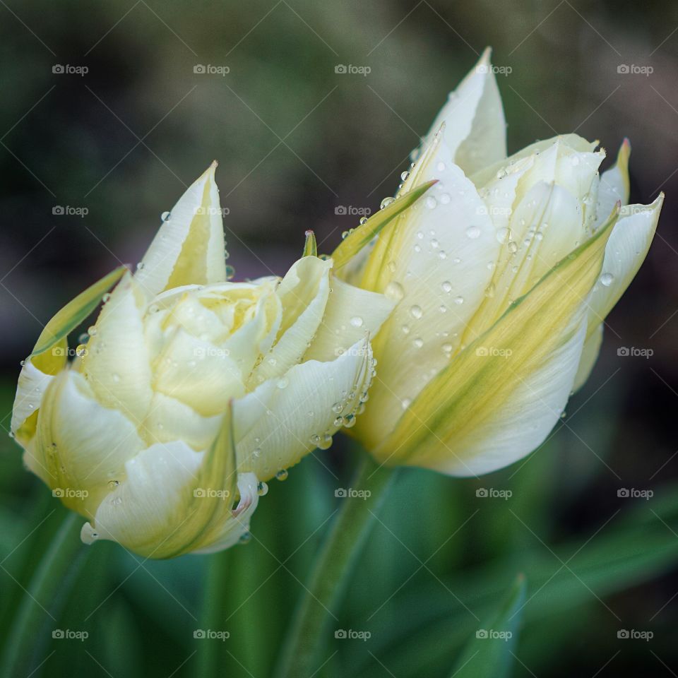 In my garden. Watered Tulips